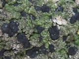Toninia aromatica image