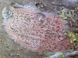Arthonia cinnabarina image