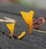 Dacryopinax spathularia image