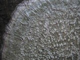 Pertusaria amara f. amara image