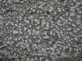 Pertusaria amara f. amara image