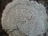 Pertusaria amara f. amara image