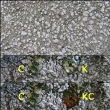Pertusaria amara f. amara image
