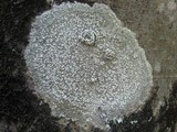 Pertusaria amara f. amara image