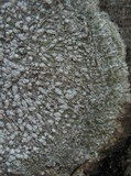 Pertusaria amara f. amara image
