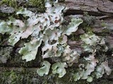Lobaria virens image