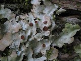 Lobaria virens image
