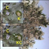 Lobaria virens image