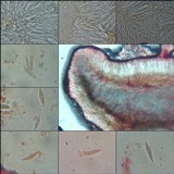 Lobaria virens image