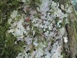 Lobaria virens image