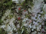 Lobaria virens image