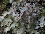 Lobaria virens image