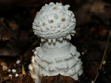Amanita subcokeri image