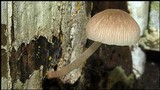 Pluteus longistriatus image