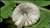 Pluteus longistriatus image