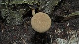 Pluteus longistriatus image