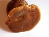 Tapinella atrotomentosa image