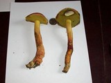 Boletochaete bicolor image
