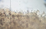 Psilocybe montana image