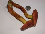 Boletochaete bicolor image