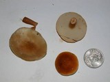 Gyroporus castaneus image