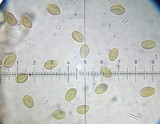 Psilocybe montana image