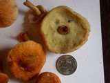 Gyroporus castaneus image
