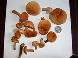 Gyroporus castaneus image