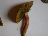Boletus chrysenteron image