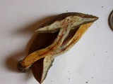Boletus chrysenteron image