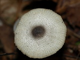 Leucocoprinus brebissonii image