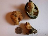 Gyroporus cyanescens image