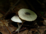 Leucocoprinus brebissonii image