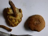 Boletus illudens image