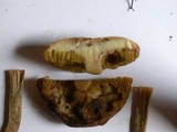 Boletus illudens image