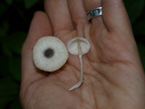 Leucocoprinus brebissonii image