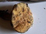 Boletus luridiformis image