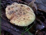Boletus luridiformis image