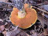 Boletus luridiformis image