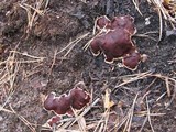 Rhizina undulata image
