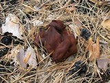 Rhizina undulata image