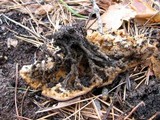 Rhizina undulata image
