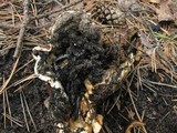 Rhizina undulata image