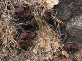 Rhizina undulata image