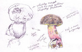 Boletus chrysenteron image