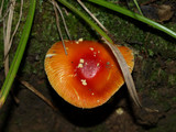 Amanita parcivolvata image