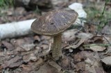 Leccinum alaskanum image