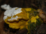 Trametes gibbosa image