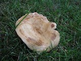 Lactarius psammicola f. glaber image