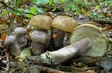 Tylopilus plumbeoviolaceus image
